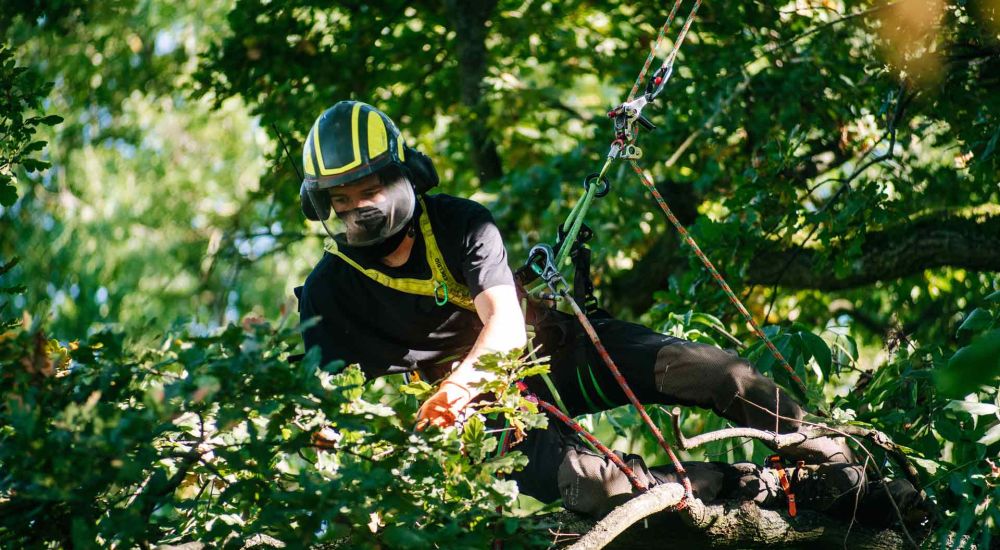 Baumpfleger mit Seil gesichert im Baum - Baumpflege Berlin - Brandenburg