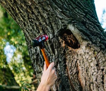 Baumkontrolle mit Prüfhammer für Baumpflege