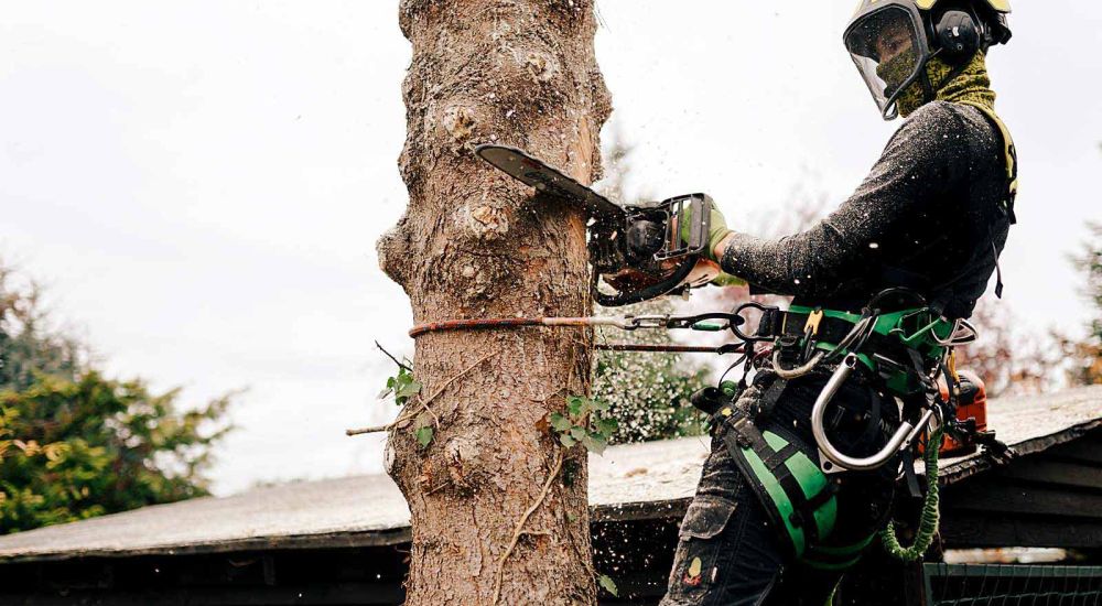 Mitarbeiter fällt Baum per Klettertechnik mit Kettensäge