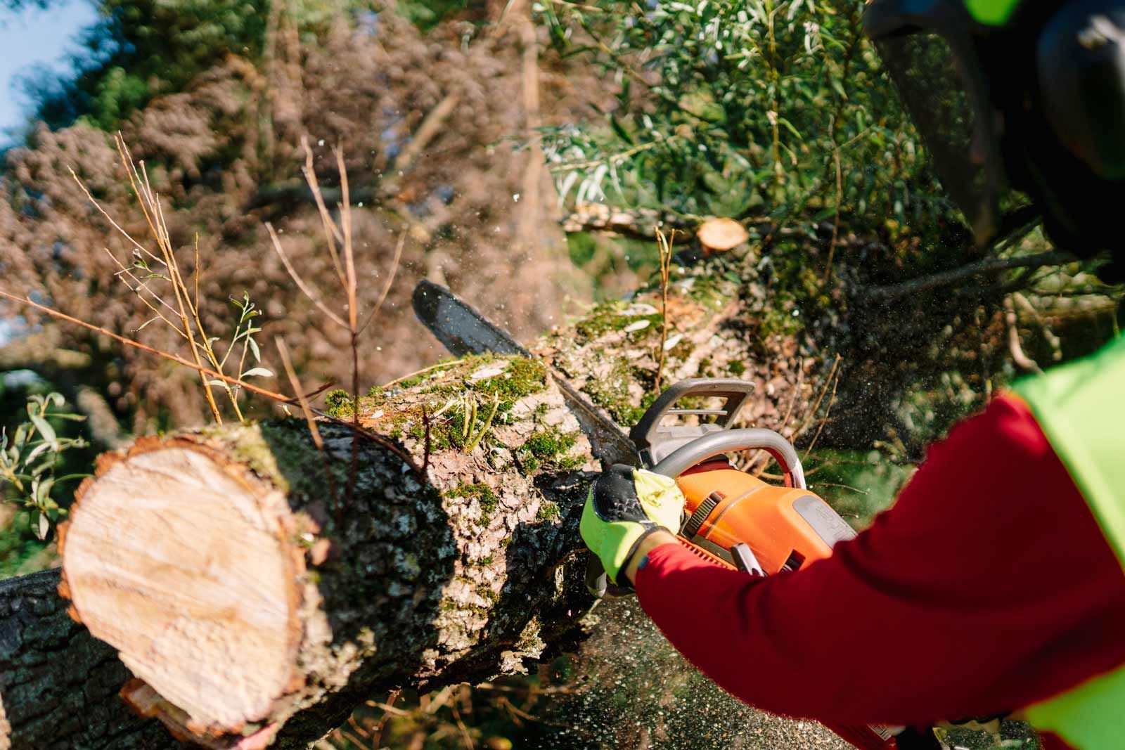 Professionelle Baumfällarbeiten mit Kettensäge