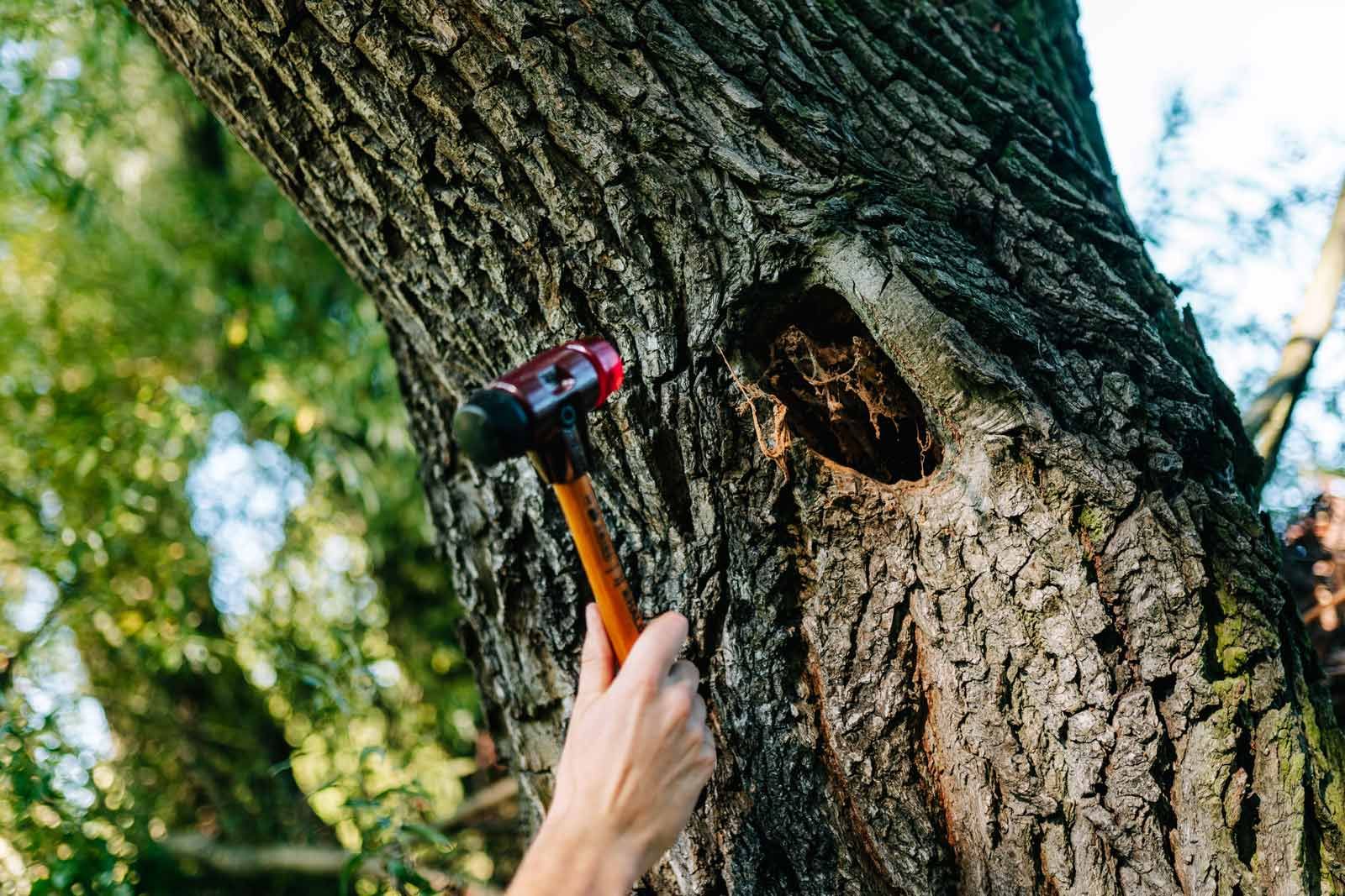 Baumkontrolle mit Prüfhammer für Baumpflege